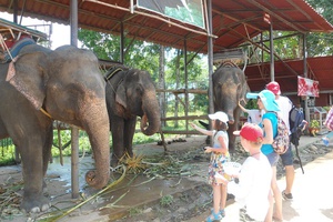 Детский лагерь Приключенческий и образовательный лагерь «Остров Слонов» в Таиланде